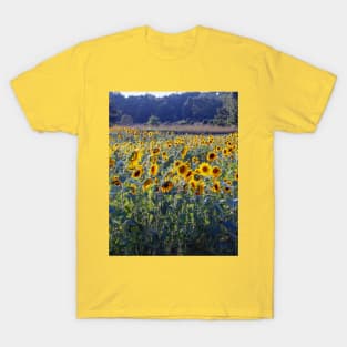 Field of golden  sunflowers T-Shirt